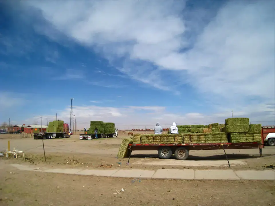 Green alfalfa hay bales loaded for sale