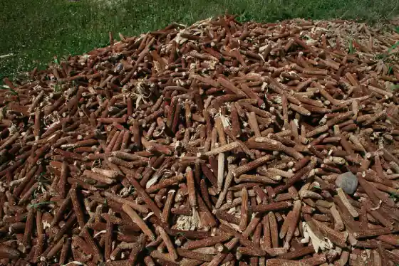 A pile of discarded corn cobs collected for fuel