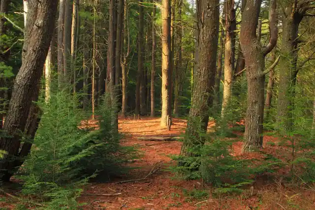 Fallen pine needles carpeting a pine forest floor