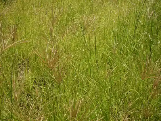 A stand of Rhodes grass ready for hay