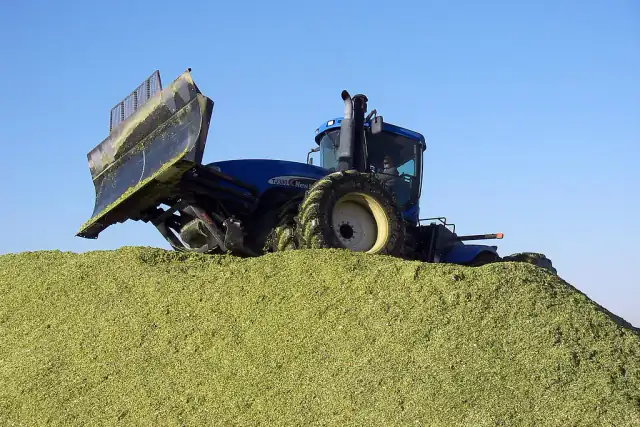 Chopped whole-plant corn packed as silage