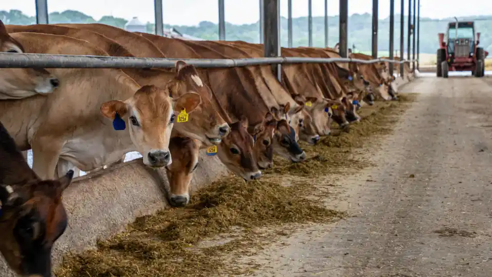 Dairy cattle eating a total mixed ration at the bunk